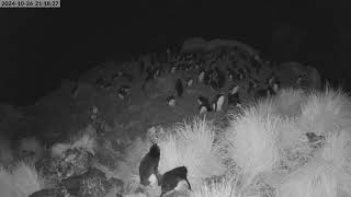 TawakiCam  Erectcrested penguins in Anchorage Bay Antipodes Island [upl. by Lebana498]