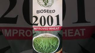 Ad Shriram Bioseed research 2001 wheat variety वि श्रीराम बायोसिड गेहू की रिसर्च किस्म 2001 [upl. by Ellecram586]