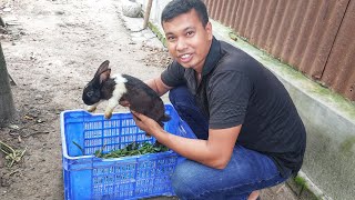 I let my rabbits out in the field to feed [upl. by Putnem961]