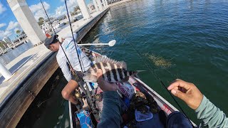 Sheepshead fishing in Tampa Bay viral fishing [upl. by Cyna375]