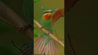 Blue checked bee eater birds birdwatchinglife lovebirds nature birdwatching lovesigns love [upl. by Nolyk]