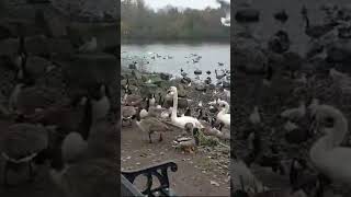 Pennington flash Swan and duck feeding [upl. by Cutty]