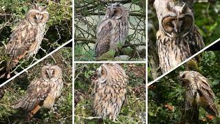 LONG EARED OWLS 👀 Calling Baby Owlets Call 🦉 Adults Hunting 🦉 Asio otus [upl. by Naiditch]