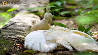 EP01 Indian peafowl Bird Natural invironment is perfet beauty  Review Bird Nest [upl. by Eihctir]