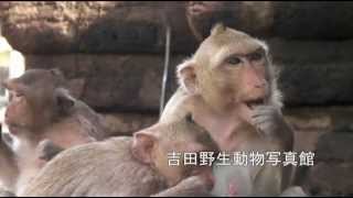 Crabeating Macaques Pluck Human Hair to Floss Teeth カニクイザルの歯間みがき行動 [upl. by Mahoney620]