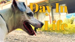 Cinematic Dog Adventure That Will Melt Your Heart ❤️  4K 🌟 [upl. by Bensen718]