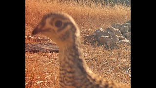 Sharp tailed grouse wildlife pond Nebraska 11 21 24 911am [upl. by Laband]