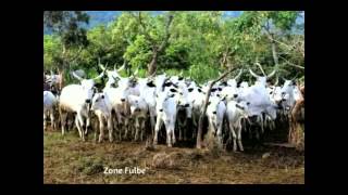 fulbe laide sudan [upl. by Kabob]