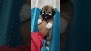 Lhasa apso lhasaapso lhasalovers nepal america puppy india dog trending viralvideo up uk [upl. by Salomi]