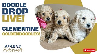 BEAUTIFUL F1 Goldendoodles Clementine  Doodle Drop LIVE [upl. by Onfre899]