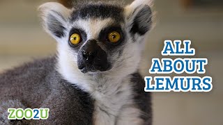 All About Lemurs [upl. by Troc]