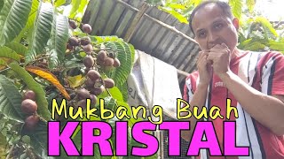 Makan buah Kristal fresh Di pohon Kini musim buah telah tiba [upl. by Rossing869]