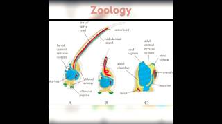 Ascidian tadpole larvadiagram BSc3rdzoology biology bsczoology shortsyoutubeshorts [upl. by Ahcmis]