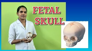 Fetal Skull [upl. by Hgielah]