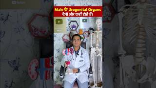 पुरूष जननांग एवं प्रजनन अंग । Male Urogenital systems viral shorts [upl. by Eekorehc]