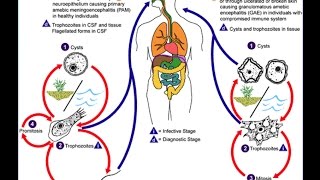 Free Living Amoeba Pathogenic for human  PFA [upl. by Htebyram]