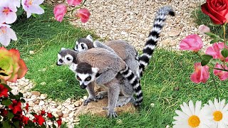 Lemurs featuring the lemur baby twins [upl. by Aniloj]