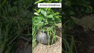 Acorus Gramineus plants [upl. by Eadwine]