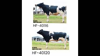 HF 40116 VS 40120 BULL🐄कौन सा BULL है ज़ायदा अच्छा 🐄COMPLETE DETAILSbull nddb bullsemen [upl. by Ateloj]