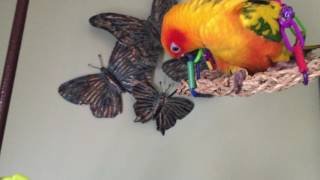 Sun Conure Playing  Very Cute [upl. by Yleak]