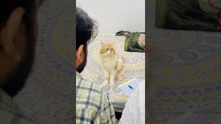 Billu is very clever😱🤣catcomedy cat billucat sajidcat comedy billicomedy funny catlover [upl. by Zerlina678]