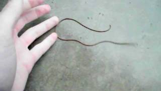 Creature from the Carport Nematomorpha Horsehair Worm [upl. by Pearl]