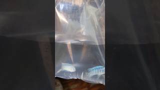 Chiclets Fish Leli fishtanktour fish mollytank petsvlog aquariumpets fishtank aquascape [upl. by Nilad]