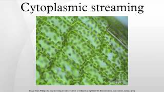 Cytoplasmic streaming [upl. by Anselme113]