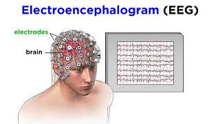 Research Methods of Biopsychology [upl. by Anatnahs]