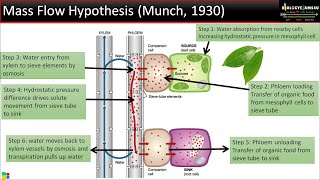 Translocation of Solutes in Plants Mass Flow Hypothesis simplified in 6 steps BiologyExams4u [upl. by Nangatrad502]