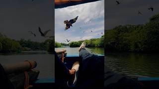 Eagles Hunting 😨 trending eagles goa palolembeach travel youtubeshorts mangrove boating [upl. by Emelyne64]