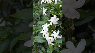 Tabernaemontana divaricata crape jasmine evergreen flowering shrubFamilyApocynaceae [upl. by Ym]