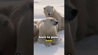 Meet the Pizzly Bear  Half Grizzly Half Polar Bear [upl. by Atnad643]