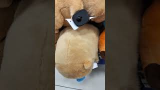 Capybara ngủ shortvideo capybara youtubeshorts [upl. by Ailat574]