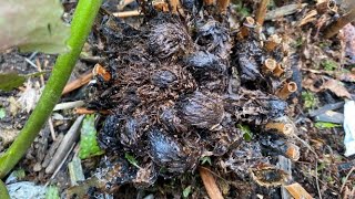 Cut Back For Autumn Fern Dryopteris Erythrosora March 29 2022 [upl. by Joaquin]