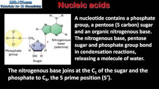 B8 Nucleic acids  Polynucleotides  DNA and RNA HL [upl. by Attecnoc807]