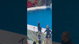 Seal Singing a song 😱😱😱😱😱dubaidolphinarium sealshow dubai [upl. by Eimerej624]