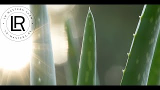 Was ist die Aloe Vera Der neue Aloe Vera Film aloevera lrmastersteam gesundheitswesen business [upl. by Ahs39]