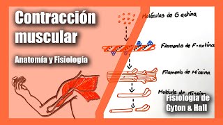 Contracción muscular  Anatomía y Fisiología  Fisiología de Gyton amp Hall  Musculo Esquelético [upl. by Anaet]