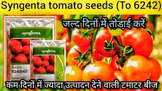 syngenta tomato seeds to 6242   hybrid tomato seed  कम दिनों मैं अच्छा उत्पादन 🍅🍅🍅 [upl. by Acirtal]