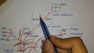 Maxillary Artery Anatomy 1st part of maxillary artery [upl. by Mcclelland455]