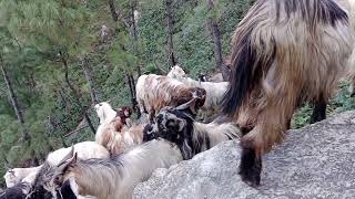 हिमाचल कि बहुत ही शानदार बकरियां  जरूर देखें Himalayan goat Himachal ki khubsurat bakriyan [upl. by Morganica]