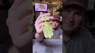 largest leaf stick insect in the worldPhyllium giganteumstickinsect animals rockninsectes [upl. by Grantley]