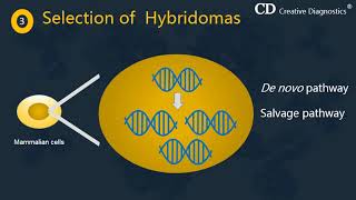 Production of Monoclonal Antibodies by Hybridoma Technology  Creative Diagnostics [upl. by Yelkcub]