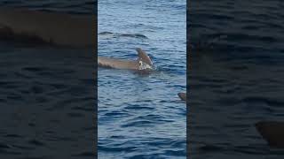 A pod of Shortfinned Pilot Whales in the sea off Tenerife [upl. by Bilat]