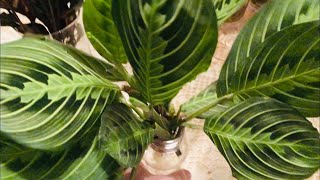 Maranta Prayer Plants  Water Propagation and Water Culture Growing [upl. by Simmie]