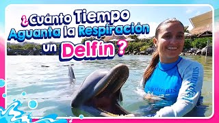 ¿Cuánto tiempo aguantan la respiración los delfines l Delphinus [upl. by Eibbob]