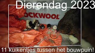 Dierendag 2023 11 verrassingskuikens onder het bouwpuin [upl. by Gudrin]