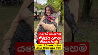 කිබුලට ගියපු කලක් 😁 Whotto funny crocodile shortvideo shorts youtubeshorts දෙවුවා [upl. by Yasnyl]