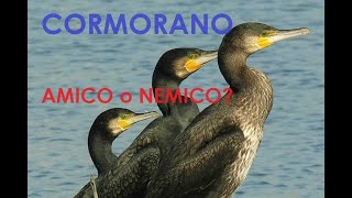 CORMORANO AMICO o NEMICO Leggi per la protezione e Deroghe per la soluzione [upl. by Airtemak]